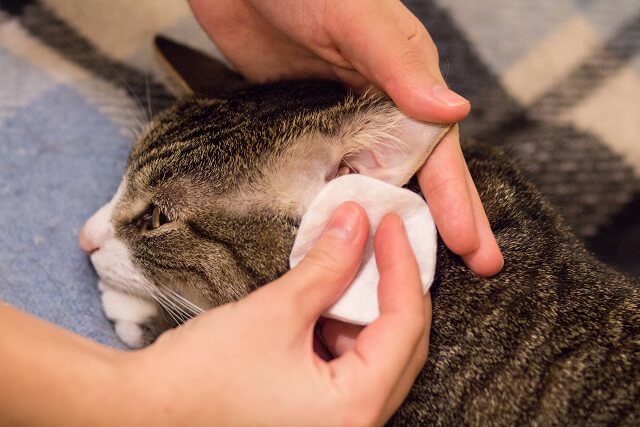 獣医師監修】猫の天敵、ダニについて知っておこう！特に注意すべき 