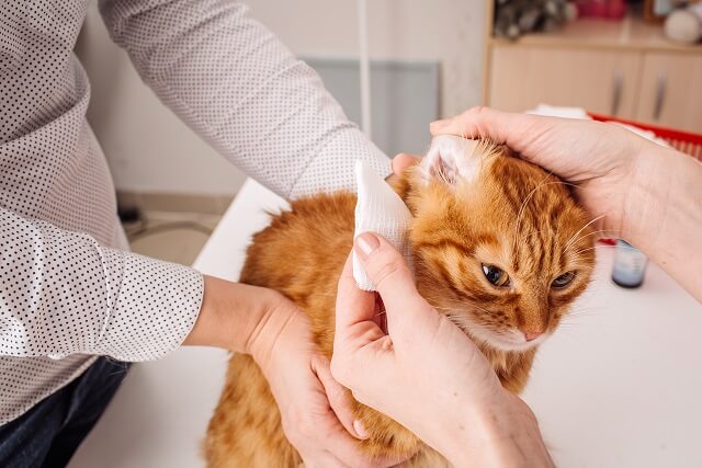 獣医師監修 猫の耳に何かできている これはかさぶた フケ それとも他の病気 にゃんペディア