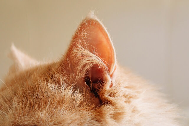 獣医師監修 猫の耳に何かできている これはかさぶた フケ それとも他の病気 にゃんペディア