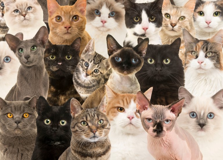 猫種類画像一覧, 有名な猫の種類 – Kacte Online
