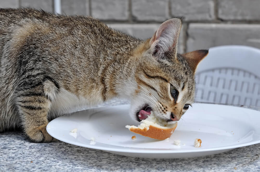獣医師監修 猫は食パンを食べても大丈夫なの 与えるときは どんなことに注意すべき にゃんペディア