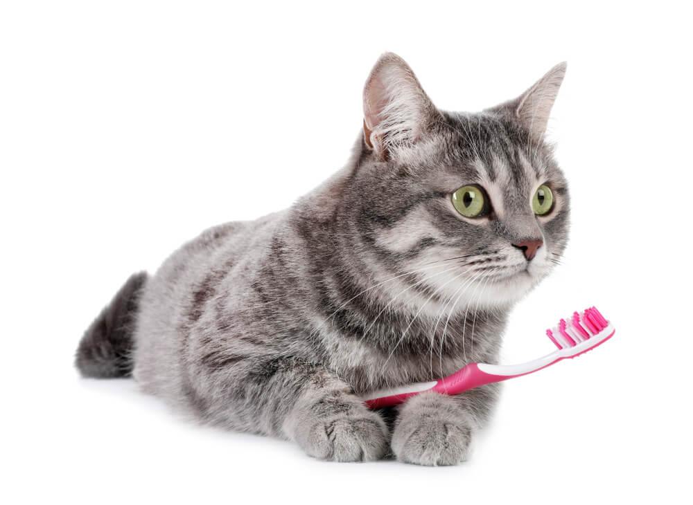獣医師監修 猫の歯磨きのコツとは 歯ブラシに慣れさせるためには にゃんペディア