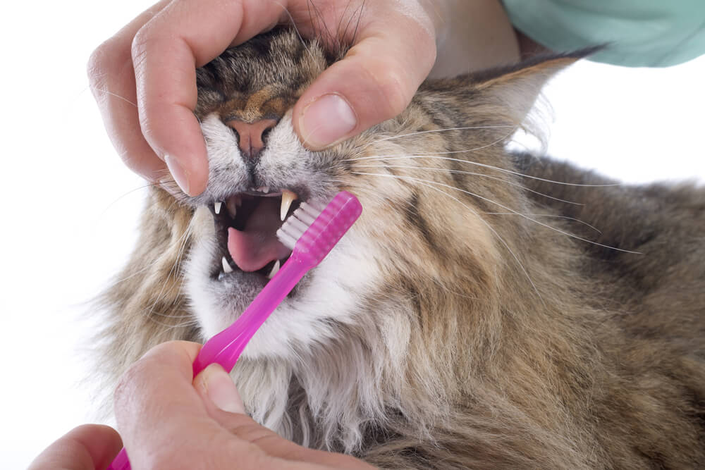 獣医師監修 猫の歯磨きのコツとは 歯ブラシに慣れさせるためには にゃんペディア