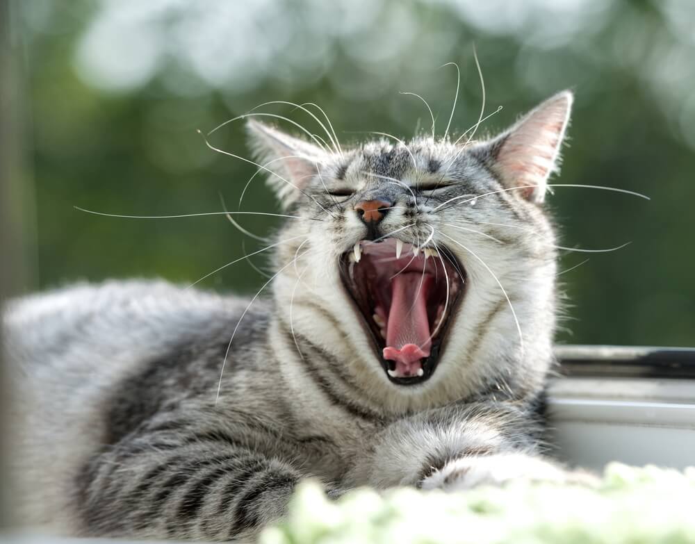 獣医師監修 猫も歯ぎしりをするの その原因とは にゃんペディア