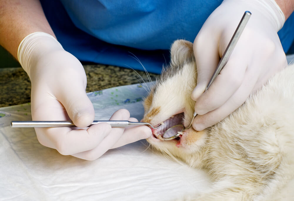 獣医師監修 猫の歯は抜けるの 折れることもあるの その理由と対処法とは にゃんペディア