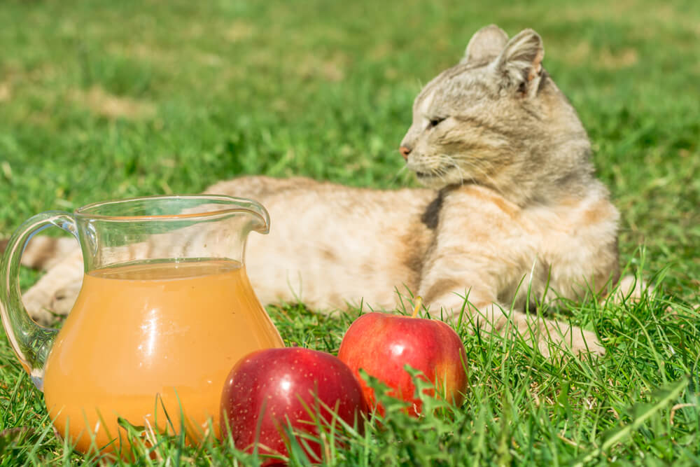 獣医師監修 猫にりんごをあげても大丈夫 皮も一緒に食べられるの にゃんペディア