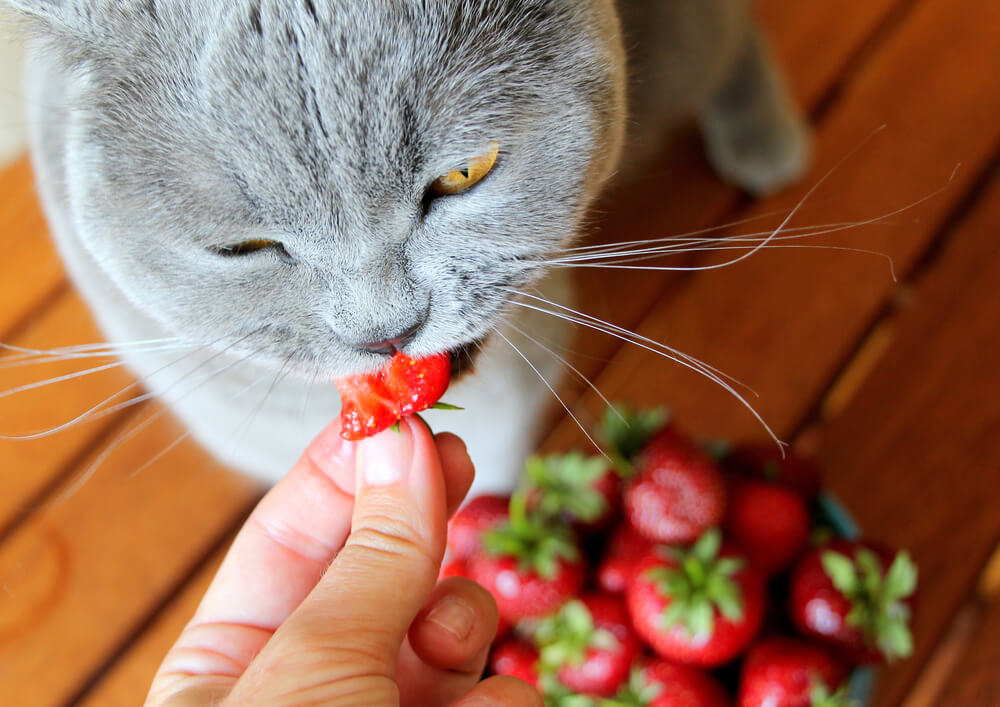 獣医師監修 猫はいちごを食べても大丈夫 いちごケーキなどの加工食品は にゃんペディア