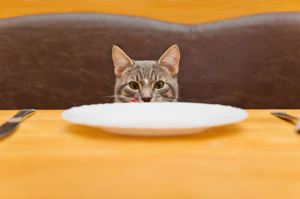 獣医師監修 猫はさつまいもを食べても大丈夫 与えるときの注意点とは にゃんペディア