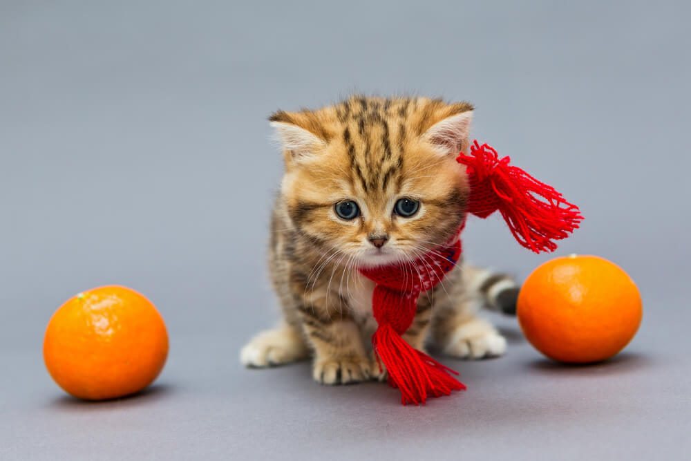獣医師監修 猫はみかんを好きじゃない 柑橘系が苦手って 本当 にゃんペディア