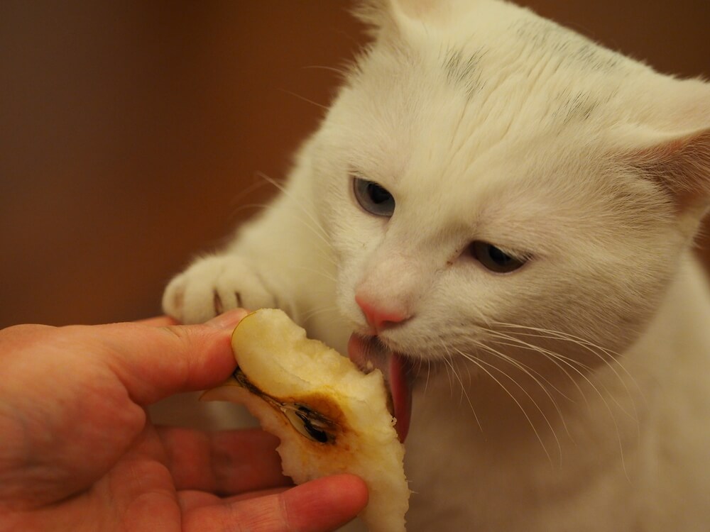 獣医師監修 猫にりんごをあげても大丈夫 皮も一緒に食べられるの にゃんペディア