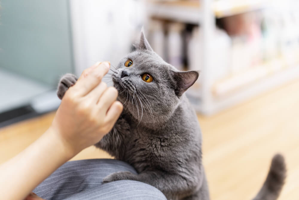 グレー猫の性格 仲良く暮らすポイントとは にゃんペディア