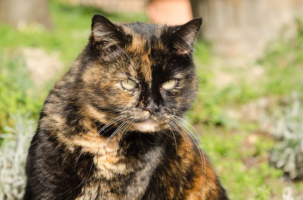 サビ猫の性格、仲良く暮らすポイントとは？  にゃんペディア