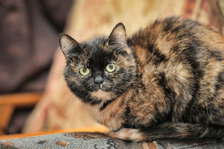 サビ猫の性格、仲良く暮らすポイントとは？ | にゃんペディア