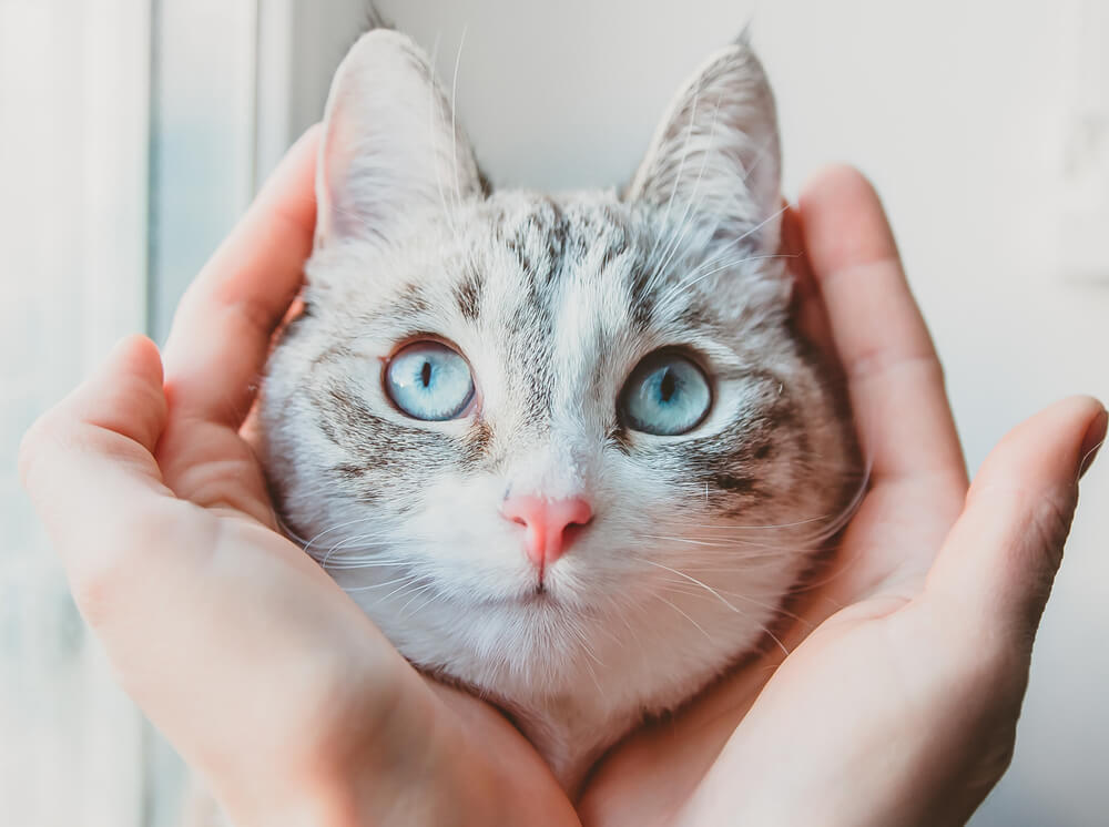 獣医師監修 猫の目のトラブル その症状 大丈夫 病院に行くタイミングとは にゃんペディア