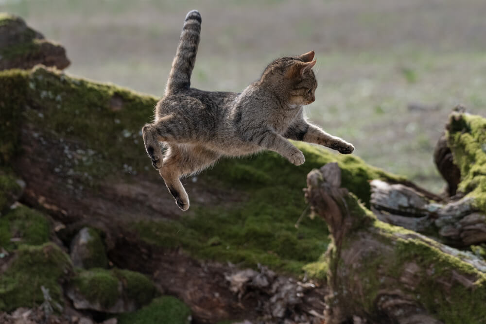 猫が猫になったとき 猫の進化の歴史とは にゃんペディア