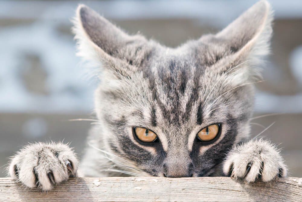 獣医師監修】チェリーアイってどんな病気？猫もなるの？  にゃんペディア