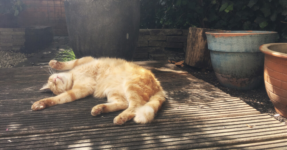 獣医師監修 猫にも夏バテってあるの 熱中症との違いとは にゃんペディア