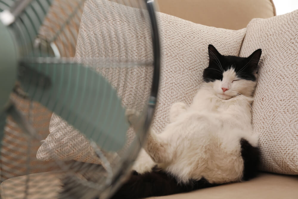 獣医師監修 猫にも夏バテってあるの 熱中症との違いとは にゃんペディア