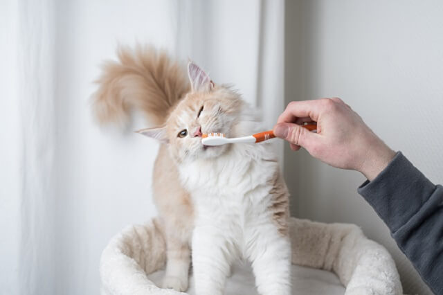 ねこ飼いさんの基礎知識 ねこの歯 にゃんペディア