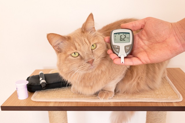 猫の血液検査②「内分泌学的検査」（甲状腺・糖尿病）【獣医師解説】 にゃんペディア 